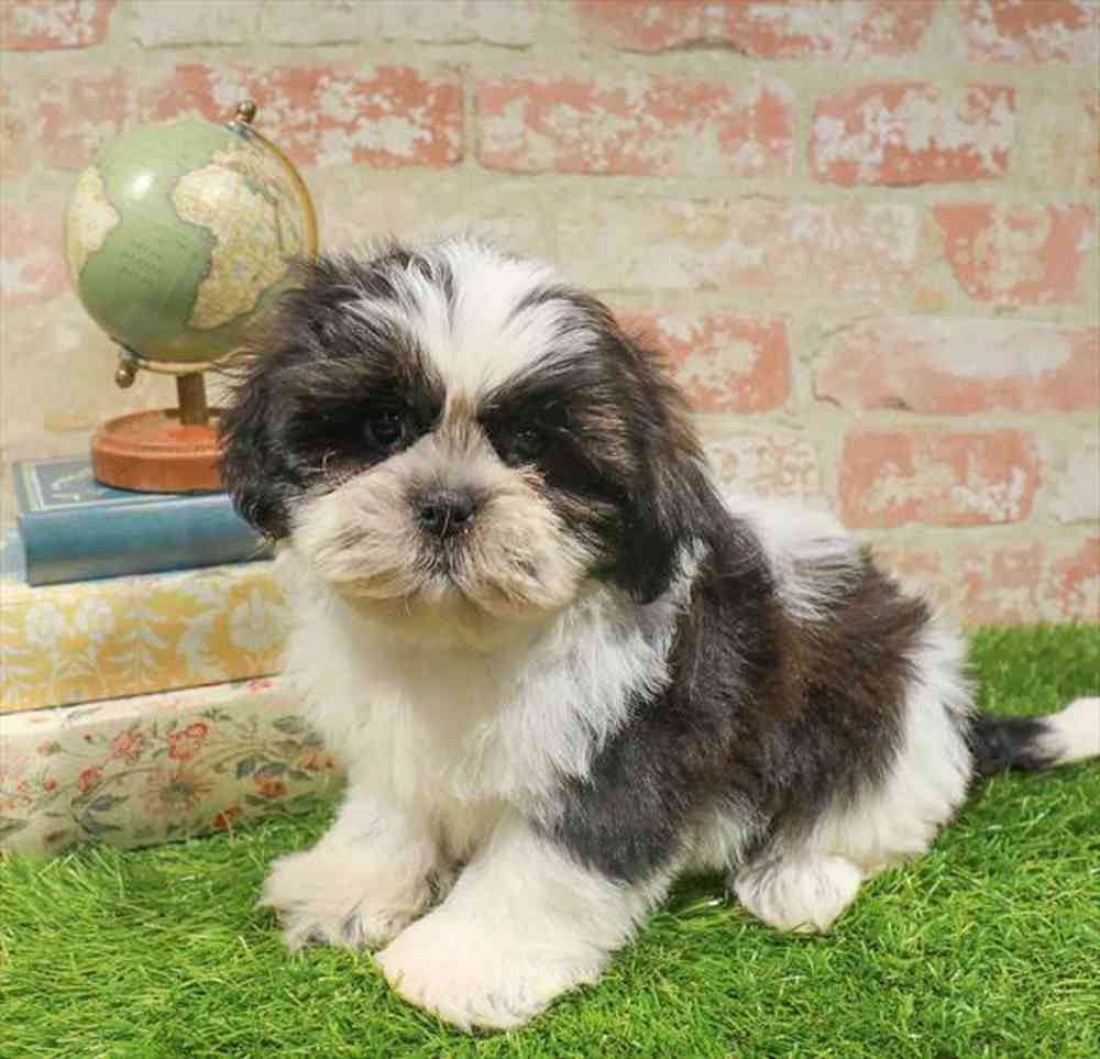 pet-img