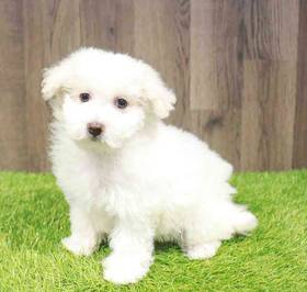 Bichon