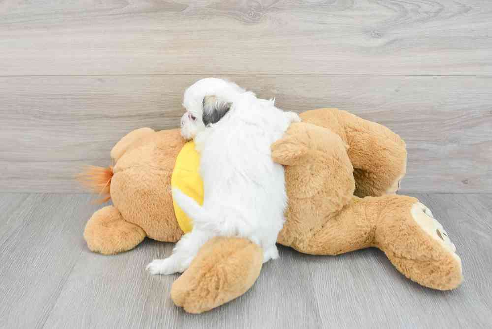 teddy-bear-jamie-12451007598885542.jpg