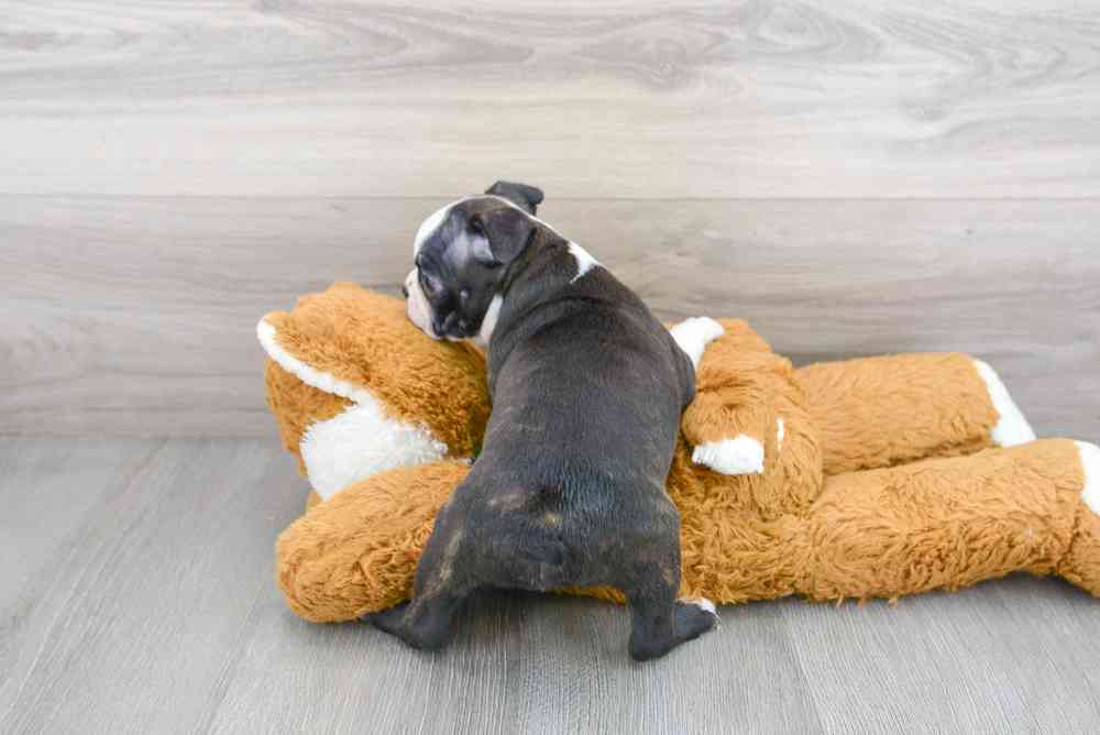 Male, Boston Terrier, PV Pets