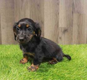 Dachshund