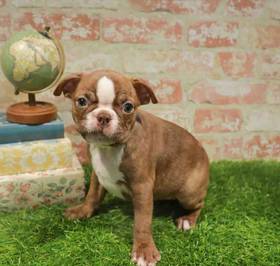 Boston Terrier