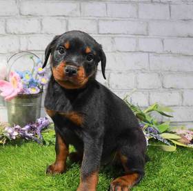 Rottweiler