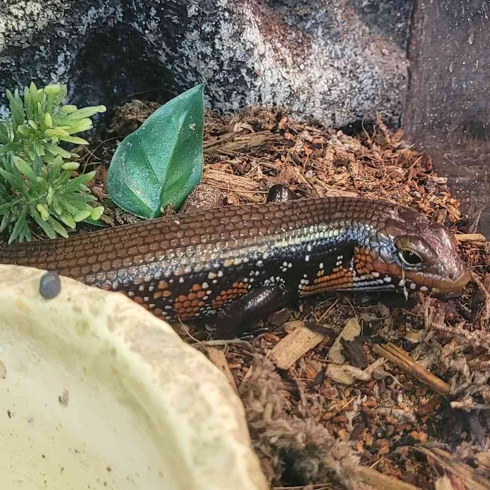 Fire Skink