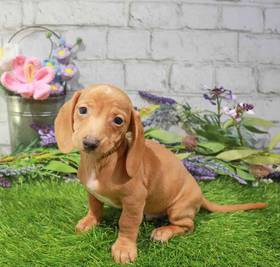 Dachshund