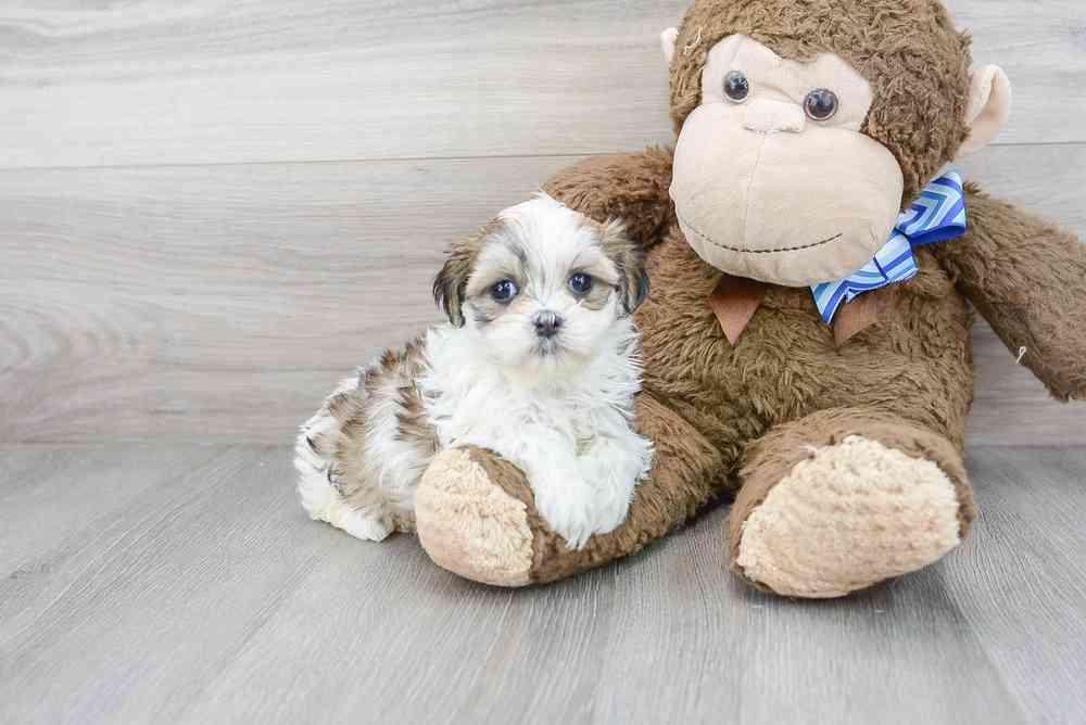 Female, Teddy Bear, PV Pets