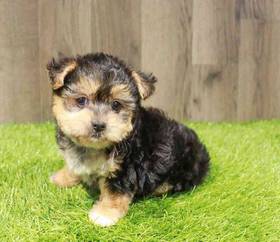 Yorkie-Poo
