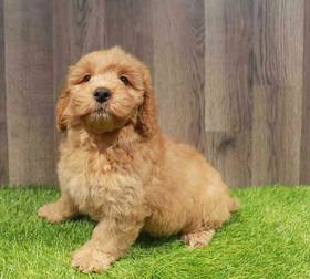 Mini Goldendoodle