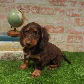 Dachshund