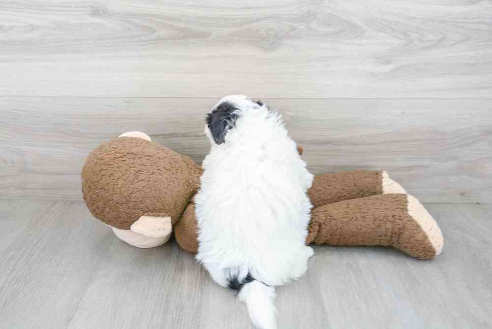 Female, Teddy Bear, PV Pets