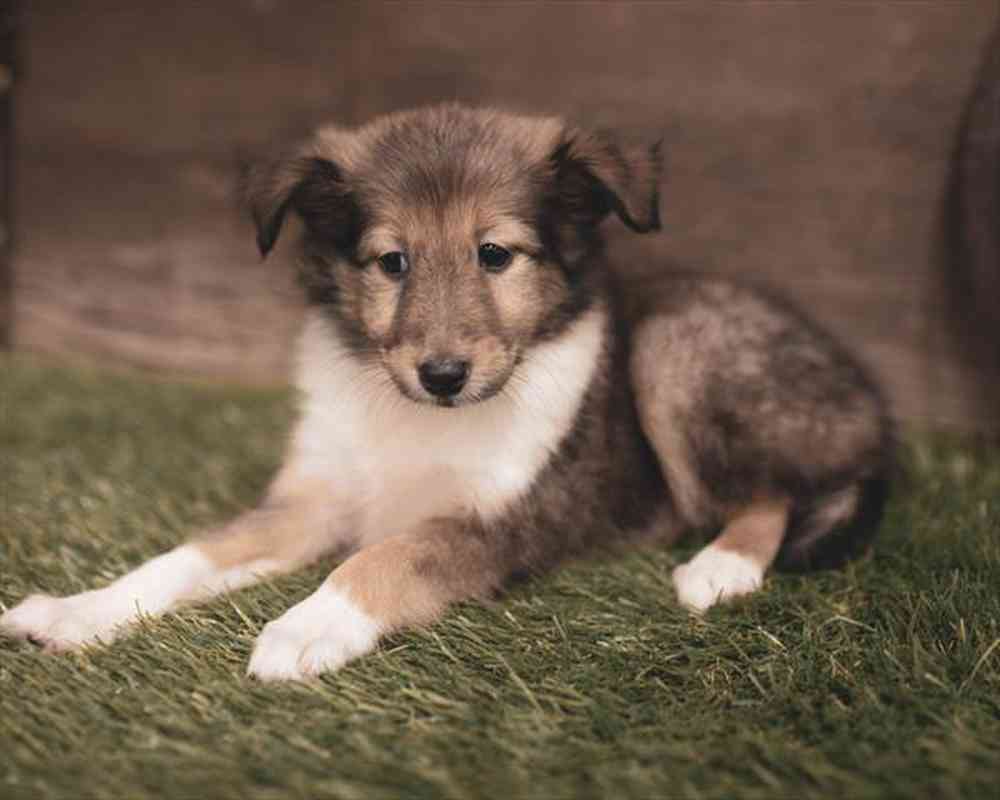 Female, Sheltie, PV Pets