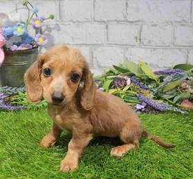 Dachshund