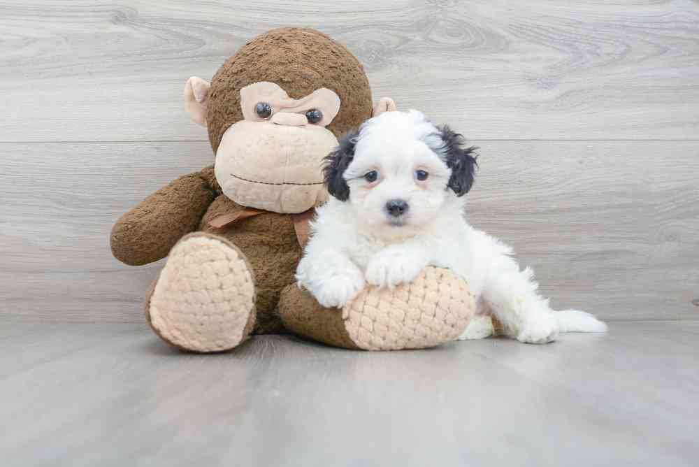 Female, Teddy Bear, PV Pets