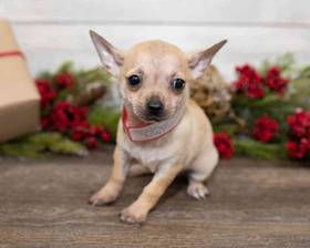 Chihuahua