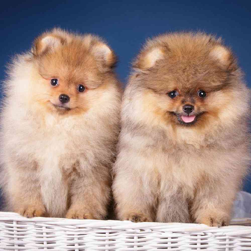 Pomeranian