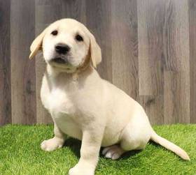 Labrador Retriever