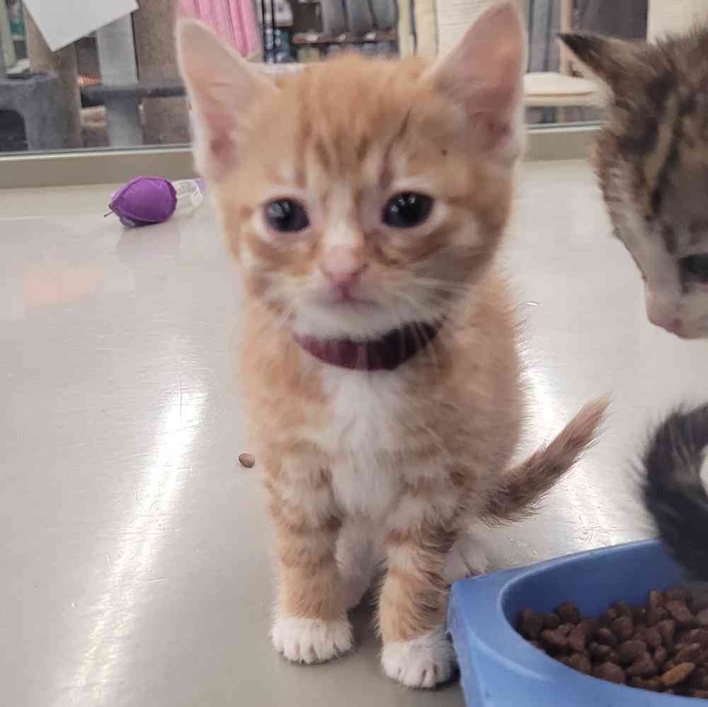 Domestic Short Hair
