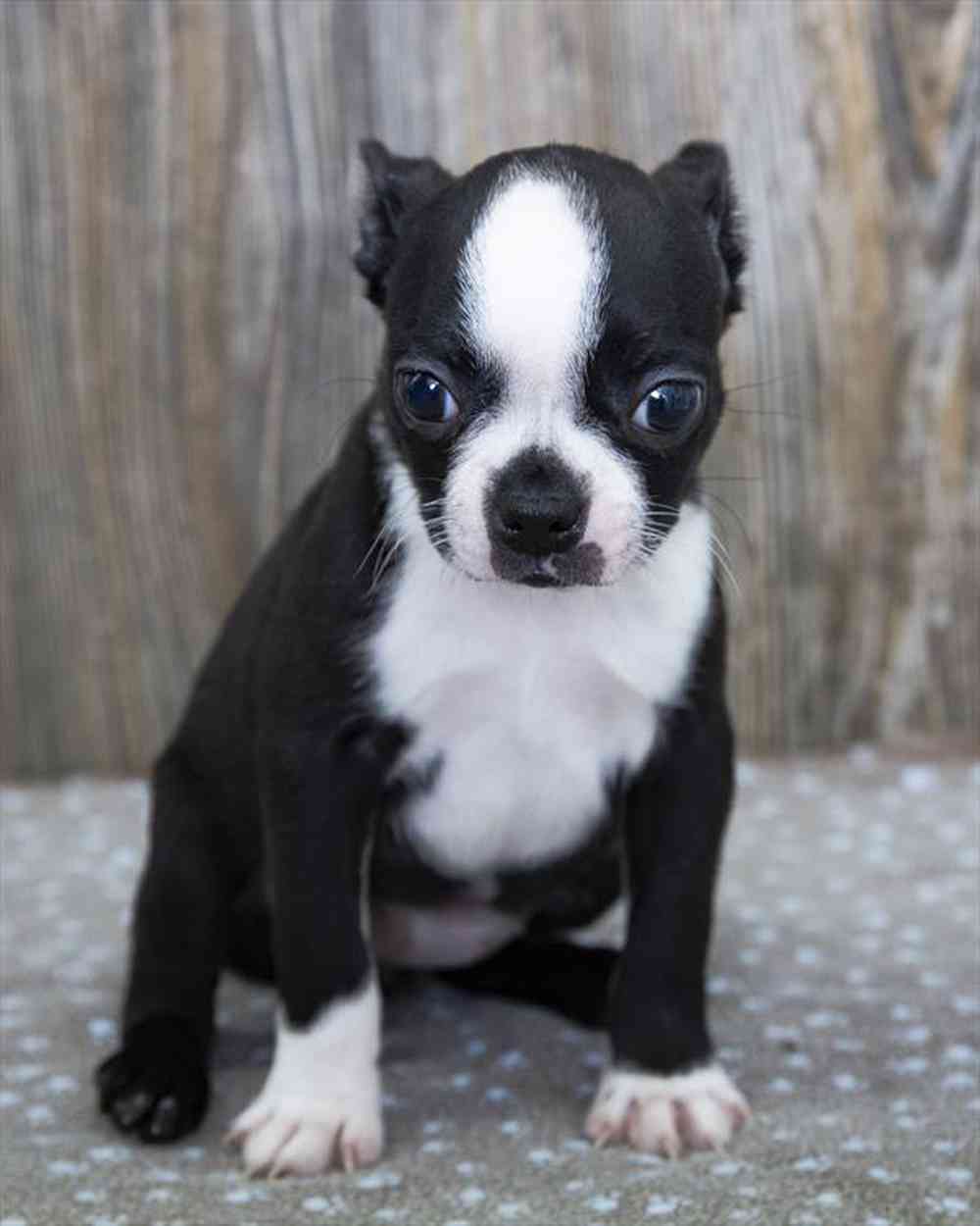 Female, Boston Terrier, PV Pets