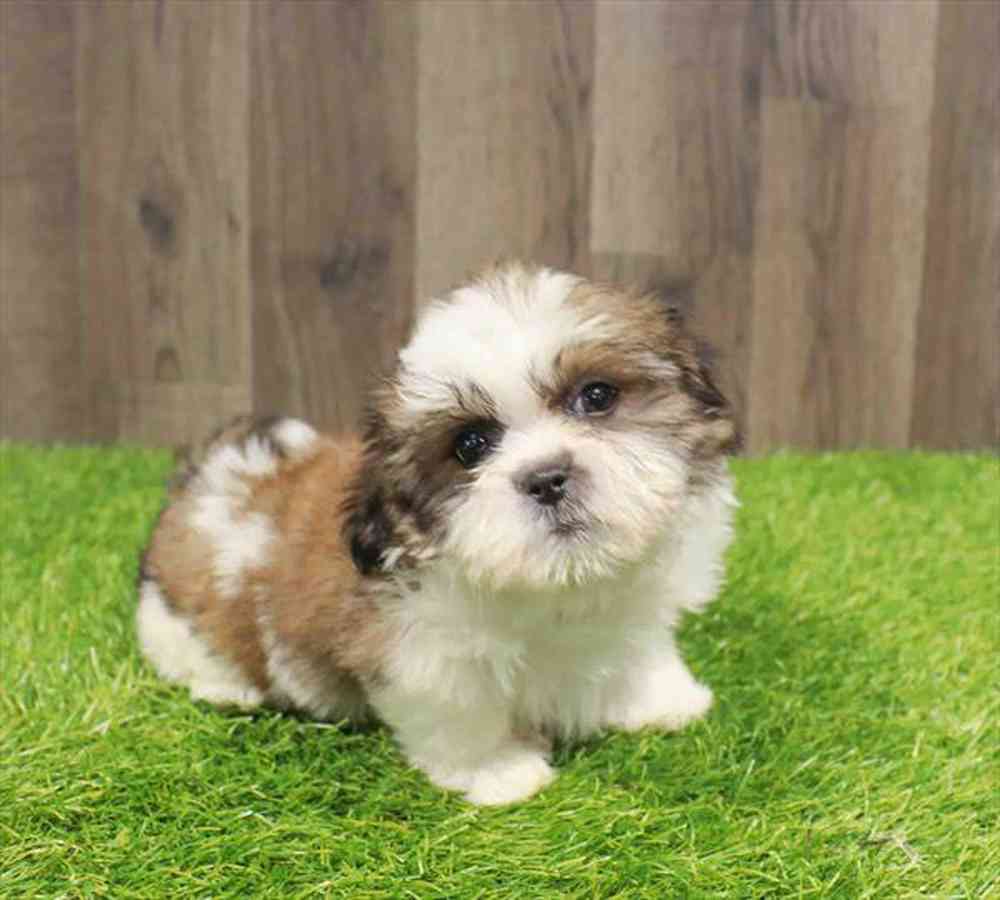 pet-img