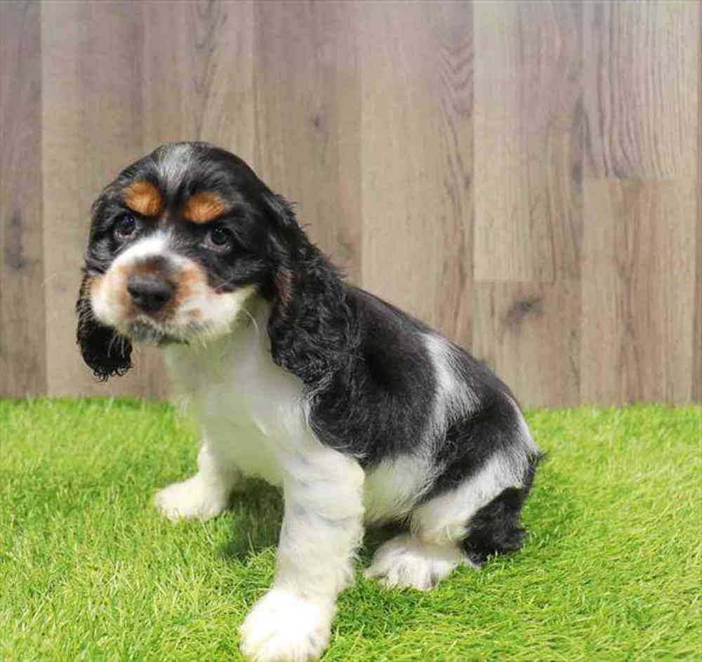 pet-img